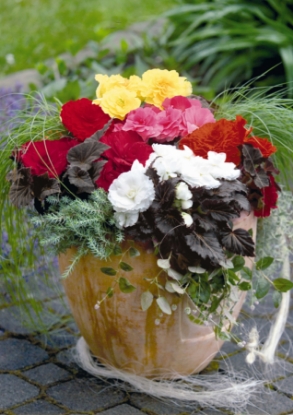 Picture of Begonia - Non Stop Mocca Mixed F1